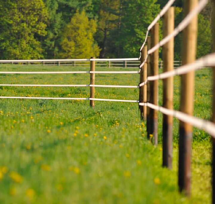 teaser weide weidenzaun pferd pferdewiese